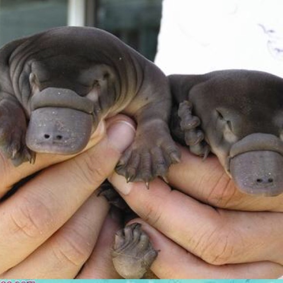 Meet your Posher, Miz - Picture 1 of 1